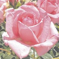 ブレナン🌹(すもも🍑) (@wwsoygsxgdtbilv) 's Twitter Profile Photo ブレナン🌹(すもも🍑) (@wwsoygsxgdtbilv) 's Twitter Profile Photo