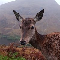 cat ๐ (@scenicsheep) 's Twitter Profile