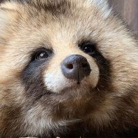 Tanuki (@tanukiimr) 's Twitter Profile