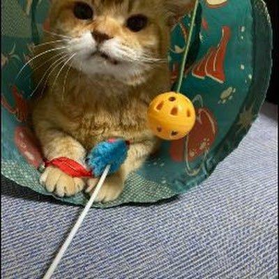 AoyamaRunet's profile picture. 