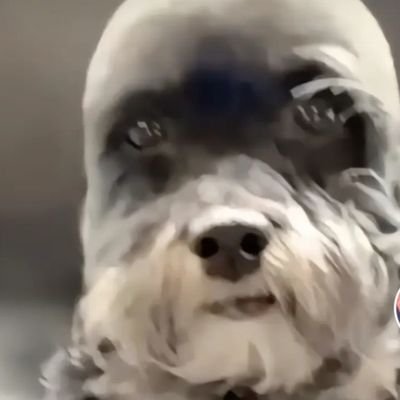 maykextreme833's profile picture. Eu fedo