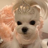 gülbikeR✰ (@lillbabyyc) 's Twitter Profile