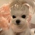gülbikeR✰ (@lillbabyyc) Twitter profile photo gülbikeR✰ (@lillbabyyc) Twitter profile photo