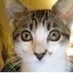 Catlady1016 (@grw071194) Twitter profile photo Catlady1016 (@grw071194) Twitter profile photo