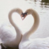 M (@almahhlha) Twitter profile photo