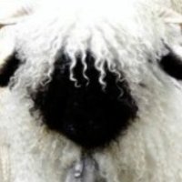 Miel 🇵🇸 (@hesatyr) 's Twitter Profile Photo Miel 🇵🇸 (@hesatyr) 's Twitter Profile Photo