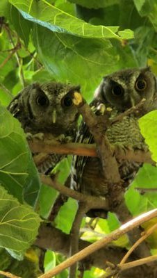 GJCarucha's profile picture. 