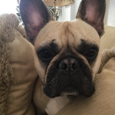 MyJasperMouse's profile picture. Conservative, proud Trump supporter since 2016, Christian and wife of retired ANG LTC. 🇺🇸America First and Always! 🇺🇸  ‼️NO DM‼️