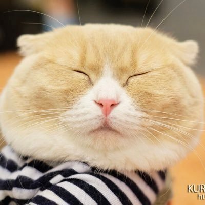 クラゴン親方ฅ(^ΦωΦ^ฅ)ﾆｬｱさんのプロフィール画像