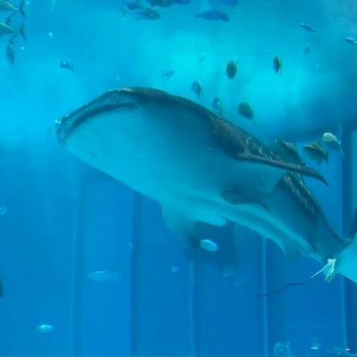 nyakanon's profile picture. ITエンジニアのはしくれです。ITと投資が好きです。