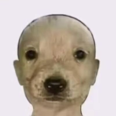 Brunorobert211's profile picture. evita dog