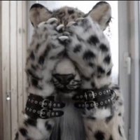 wyatt/moya (@bronyscreamo) 's Twitter Profile Photo