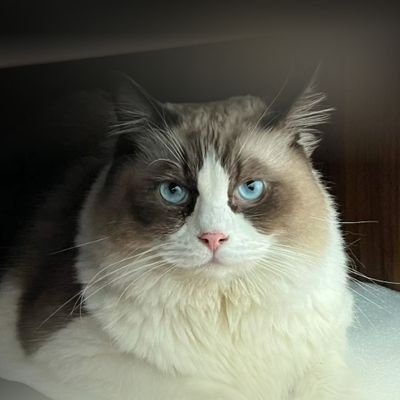 Advavee19's profile picture. 