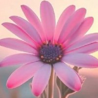 No name needed π€β€οΈπ€ππΊπΈ (@sunshinecuddles) 's Twitter Profile
