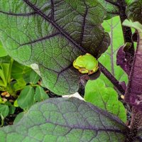 ジビエ経済新聞 (@gibierkeizai) Twitter profile photo