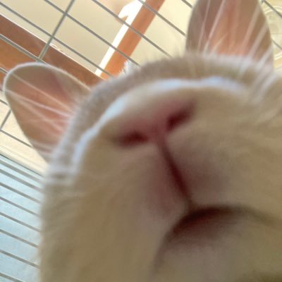 うさぎのうずらまめ(うー)🐰🖤20250827🌈くろめまめ(くー)🐰🤍つぶあん🐰🩶こしあん🐰🩶ソイ(保護っ子、日野っこの元さんごちゃん)🐰🧡と暮らしてます。無言いいね&フォロー失礼します🙇♀️