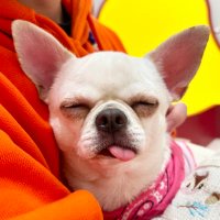 きくち | YouTube動画制作 (@kikurin_okiku) 's Twitter Profile Photo