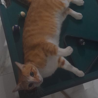 Madre de 3 humanos y 2 gatos (vivos)
Orgullosa docente en la UNLP.
Kirchnerista gracias a Macri. Anti boludos gracias a Niley, así que no jodan que los bloqueo