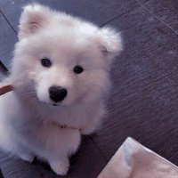 Augustene (@mogustene) 's Twitter Profile