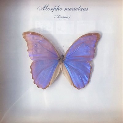 deixui's profile picture. Draw&Write ✿นามปากกาZintier. Electrik Bass