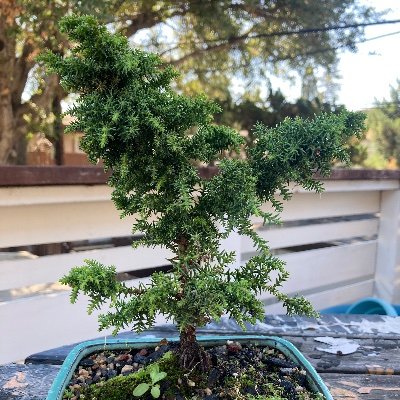 brandofreud's profile picture. 