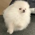 . (@bashi_vv) Twitter profile photo . (@bashi_vv) Twitter profile photo