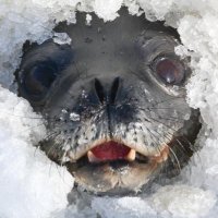 nerpa mindset (@nerpamindset) 's Twitter Profile Photo
