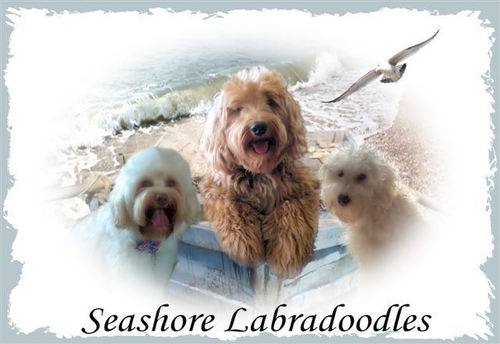At Seashore Labradoodles we take great pride in producing top quality Australian Labradoodle puppies that will be the perfect new addition to your family!!!