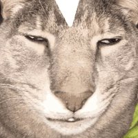 aidz (@a11dzz) 's Twitter Profile