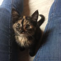 Amanda Geisler ๐บ๐ธ๐ฉ๐ช๐๐โโฌ๐ (@waldeckcatlady) 's Twitter Profile