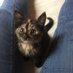 Amanda Geisler ๐บ๐ธ๐ฉ๐ช๐๐โโฌ๐ (@waldeckcatlady) Twitter profile photo Amanda Geisler ๐บ๐ธ๐ฉ๐ช๐๐โโฌ๐ (@waldeckcatlady) Twitter profile photo