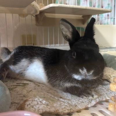 よきみみ勢。AKです。
ミミロルとうちの🐰と推しを死ぬほど愛してる。ポケGO&推し関連アカウントです。
#高橋文哉 #宮世琉弥 #8LOOM #8LOOMY
✨https://t.co/8hBpy1tv84✨