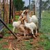 CHITSIGA FARM (@chitsigafarm) Twitter profile photo CHITSIGA FARM (@chitsigafarm) Twitter profile photo