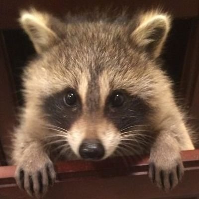 jjoong_is_god's profile picture. 잡탕밥같은계정                                                        
트친들이 좋아하는 것들의 대부분을 덕질합니다