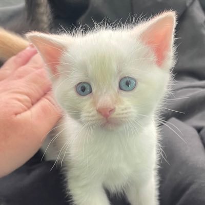 vmullikin10's profile picture. 