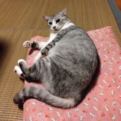 マイペースに更新(^-^)
水樹奈々さん!うたのプリンスさまが大好き(*´∀`)♪ネコは最強の癒し系動物だと思う!ダイヤモンドアートにハマってます。
ダイヤモンドアート用にAIイラスト制作してます。
ADHD不注意強め。障害雇用で就労中。ドライアイ。緑内障超初期。