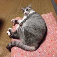 ハズキ( ^-^)ノ∠※。.:*:・'°☆ (@glugiolkpbzyk4j) 's Twitter Profile