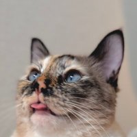 もぬ (@monuuuuu173) 's Twitter Profile