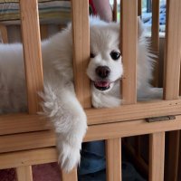 babynongaim (@aimaimaim_) 's Twitter Profile