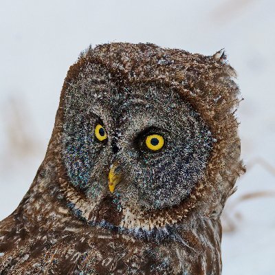 Libertarian. Enjoys hunting, fishing and life. Wildlife Photographer. I am forever an optimist. Be thankful for what we have.
