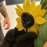 s (@codeskce) 's Twitter Profile