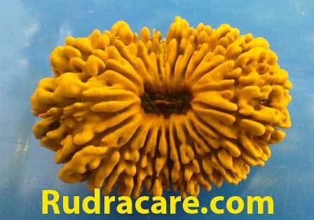 First of all, we would humbly like to welcome you for visiting rudracare.com. Rudracare Pvt. Ltd was established in 2006 with the aim of supplying Rudraksha.