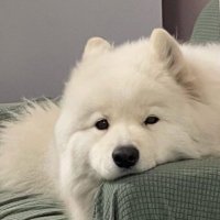 ฟอนอ (@mngkhud) 's Twitter Profile Photo ฟอนอ (@mngkhud) 's Twitter Profile Photo