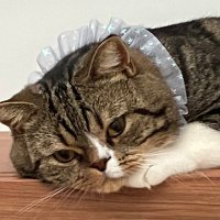 ちゃちゃまる日記 (@rika1856989) Twitter profile photo