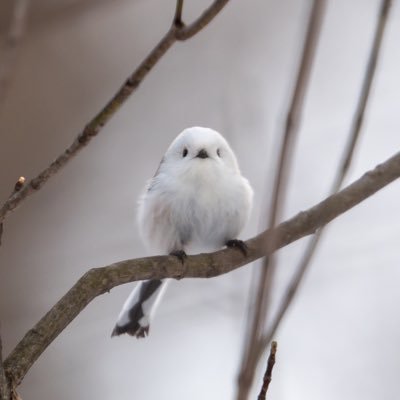 Askt829a's profile picture. 鹿児島県在住。野鳥を中心に趣味で写真を撮ってます。※カメラ初心者🔰メインカメラはSONY a7Ⅳ  気になった方はフォローさせていただきます。更新率低め