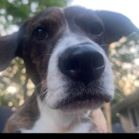 Penny Lowfur (@penny_lowfur) 's Twitter Profile