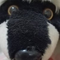 roccoracoon (@roccoracoo73886) 's Twitter Profile