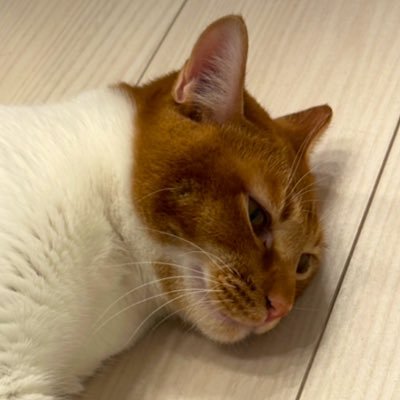 モツ煮さんのプロフィール画像