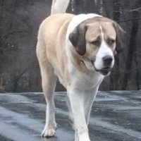 Stefan (@stefan726129639) 's Twitter Profile