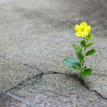 nachopaz's profile picture. 